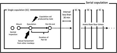 Mating and Reproductive Success in Free-Ranging Stump-Tailed Macaques: Effectiveness of Male–Male Coalition Formation as a Reproductive Strategy